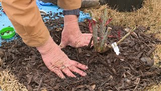 Planting Potted Roses [upl. by Brost]