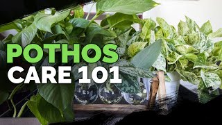 Pothos Care 101 Is This the Easiest Houseplant to Care For [upl. by Ixel]