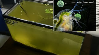 Raising Daphnia for the Freshwater Aquarium [upl. by Arrotal]