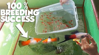 HOW TO BREED FRESH WATER KOHAKU SWORDTAIL FISH [upl. by Birck276]