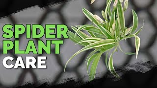 Spider Plant Care How To Grow Chlorophytum Comosum [upl. by Garwood]