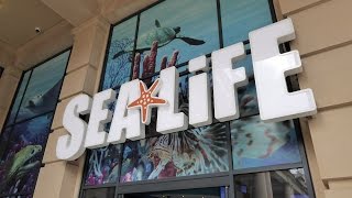 Sea Life Centre Manchester  Full Tour [upl. by Martine]