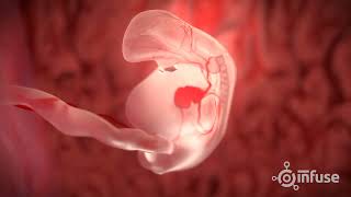 Fetal Development 3D Animation  Infuse Medical [upl. by Annovoj861]