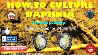 HOW TO CULTURE DAPHNIA In Easy Way [upl. by Pihc]