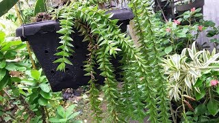 Lycopodium Phlegmaria  Huperzia phlegmaria  Exotic Fern Plant  Tassel Fern [upl. by Kurys281]