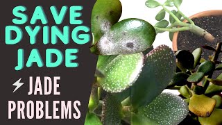 Jade Plant Problems and Pests  Save a DYING Crassula Ovata  MOODY BLOOMS [upl. by Aneetak510]