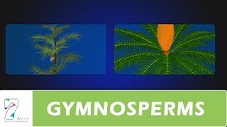 GYMNOSPERMS [upl. by Akinehs]