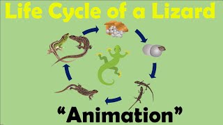 LIZARD LIFE CYCLE  Animation [upl. by Nrubua]